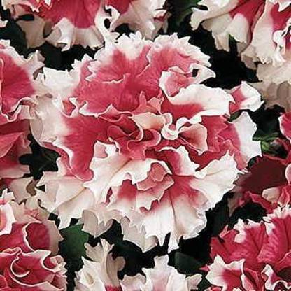 CYBEXIS Pirouette Red Petunia Seeds Seed