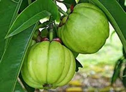 Southside Naturals Malabar Tamarind Tree Seeds, Garcinia gummi-gutta seeds, Kokum Kodampuli Seed