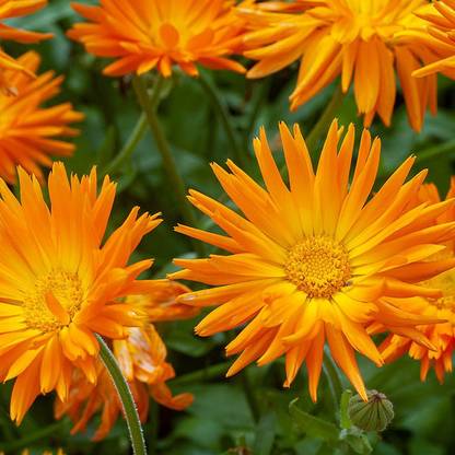 Lippy Calendula Radio Seed