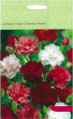 CYBEXIS Cut Flowers -Carnation Giant Chaubaud Mixed Seed