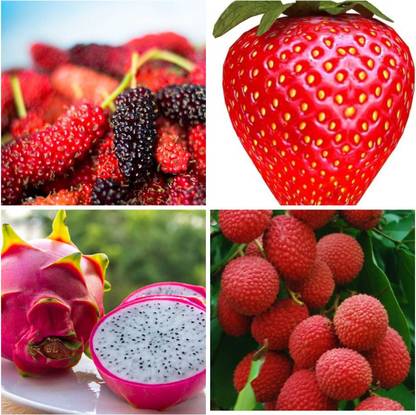 FRESHO BEST F1 QUALITY MULBERRY,STRAWBERRY,DRAGON,LITCHI FRUIT SEEDS Seed