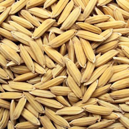 PMA Basmati Paddy, Basmati Rice Seed-1109 for Farming & Agricalture ...