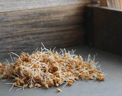 CYBEXIS WHEAT - HARD RED SPRING -350 Seeds Seed