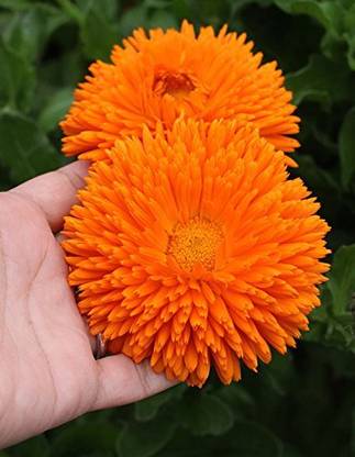 CRGO CALENDULA Seed