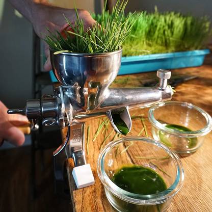 CYBEXIS GBPUT-10 - Wheat Cat Grass - (7500 Seeds) Seed
