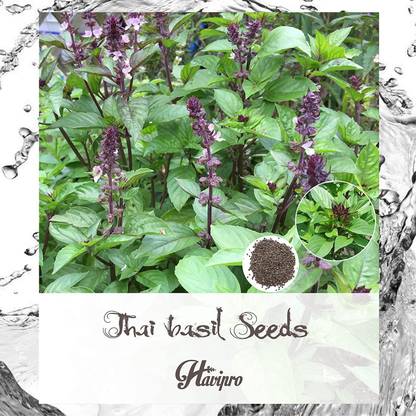 CYBEXIS XLL-69 - Non-GMO Thai Basil - (4500 Seeds) Seed