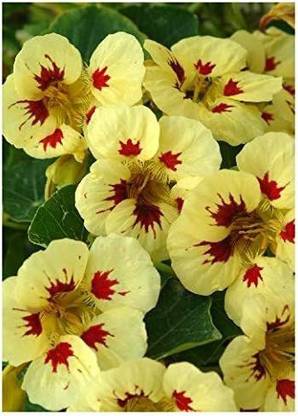CYBEXIS Dwarf Nasturtium (Tropaeolum Minus Ladybird Creme Purple Spot) Seed