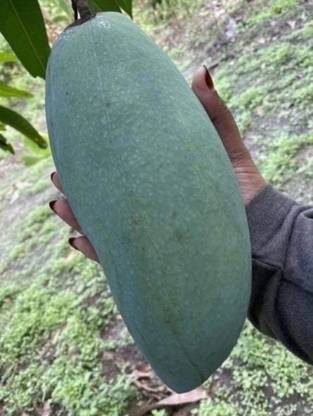 HYBRID Mango fruit seeds highest yield Verity and big fruit size 1pc seed Seed