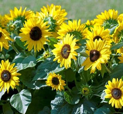 Sunway Sunflower Suntastic Yellow with Black Center Surajmukhi Seed