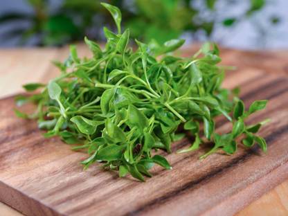 XOLDA Water cress herbs Seed