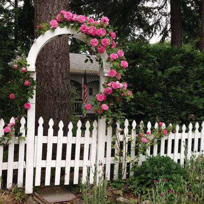 CYBEXIS LXI-90 - Pink Climbing Rose - (100 Seeds) Seed
