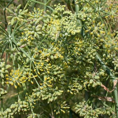 VibeX NDIR-68 - Common Fennel (Foeniculum vulgare) - (250 Seeds) Seed