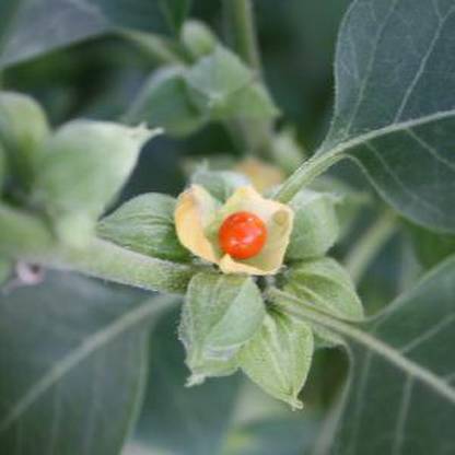 Shiv-Shakti Group Dambel Seed