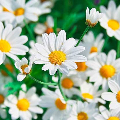CYBEXIS PAU-28 - Chamomile German - (750 Seeds) Seed