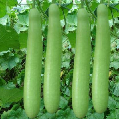 the green dotcom Bottle Gourd _ Pani Kodu _ Lauki _ Indian Bangladeshi Vegetable Seeds Seed