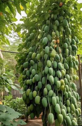 Aam ka beej Mango seed highest yield Verity very testy fruit 1 pc seed Seed