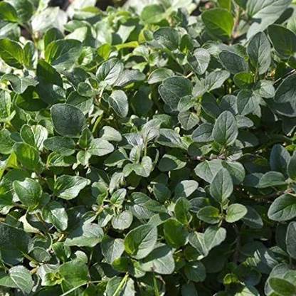 VibeX NDIR-51 - Italian Oregano HERB - (150 Seeds) Seed