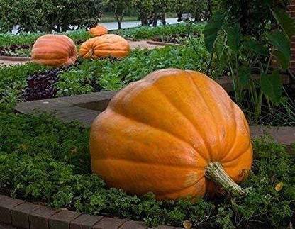 CRGO DIOART-ART-™Vegetable Seeds for Home-75 SEEDS-PS891 Seed