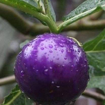 CYBEXIS F1 Multi-Color Tomato Seeds-250 Seeds Seed