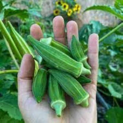 ibains Hybrid okra seeds Seed