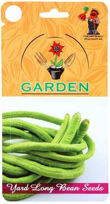 WILLVINE Yard Long Bean Seeds-(10000 Seeds) Seed