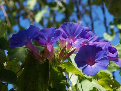 ZIXA Ipomoea-violacea Seed