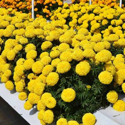 wequality Marigold flower seeds for summer/Marigold seeds 68 Seed