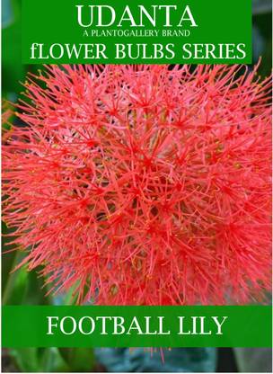 Udanta Scadoxus Multiflorus - Football Lily Bulbs Pack of 20pcs Seed