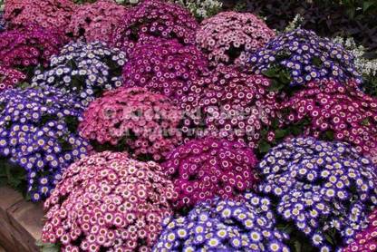 Mozette Exotic cineraria Seed