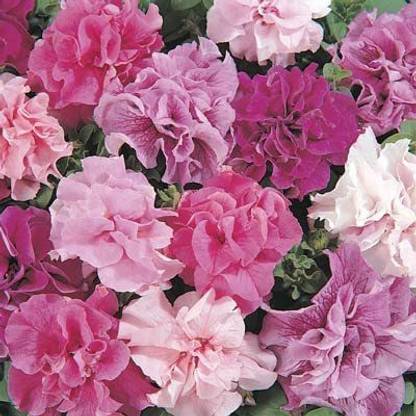 VibeX XLL-1 - Petunia - Double Cascade Mix - (60 Seeds) Seed