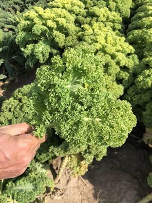 WILLVINE GOI -IX Dinosaur Giant Cabbage [1g] Seed