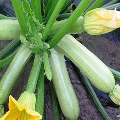 CYBEXIS XLR-40 - Zucchini Bush Type White - (75 Seeds) Seed