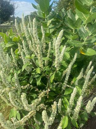 VibeX ® XXL-50 African Blue Basil Seed