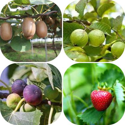 seedx Hybrid Kiwi, Strawberry, Guava, Anjeer, Combo Pack Seeds, Mega Combo Pack Seed