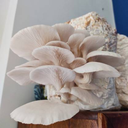 Mayabon Original Oyster mushroom seed,organic,Healthy,Vegetable,Pack of 1 Seed