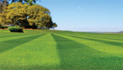 Dbbrothers Hybrid bermuda grass seeds Pack of 14750 Seed