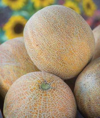 VibeX LXI-39 - Ambrosia Cantaloupe Musk Melon - (1350 Seeds) Seed