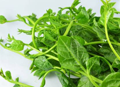 BISWAS Malabar Spinach, Poi Saag, Pui Saag Seed