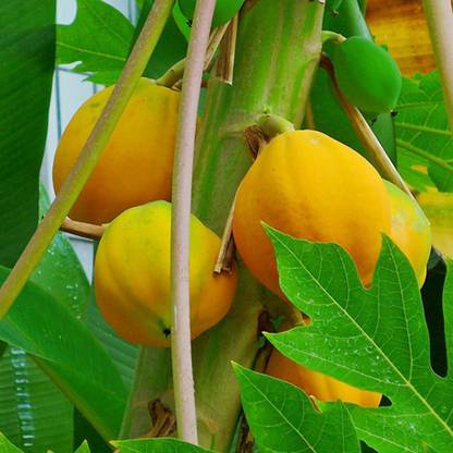 SREE Papaya Seed, Papaya Palant Seed, Pure Organic Seed, Papaya Hybird Seed
