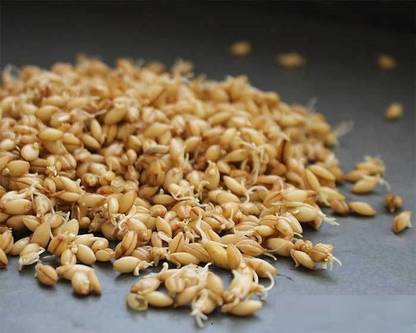 Biosnyg HULLESS BARLEY [500 Seeds] Seed