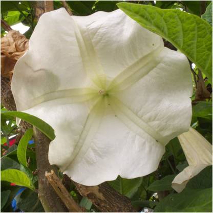 VibeX HUA-99 - White Moonflower (Ipomoea alba) - (300 Seeds) Seed
