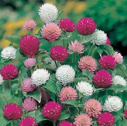 Mozette Exotic gomphrena Seed