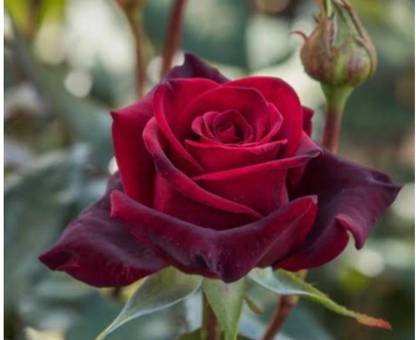 greenfarm NXC- Fragrant Rose Flower Seeds / Best quality , 100 X Seeds , jgs146 Seed