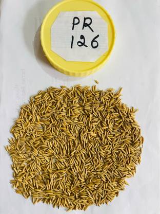 SHRI SANT SEEDS LLP PR 126 PADDY SEEDS & AGRICULTURE SOWING ( 4000 PER PACKET ) Seed