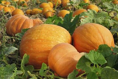 CRGO DIOART-AQW-™Hybrid Pumpkin Vegetable Seeds-150 SEEDS-PS1148 Seed