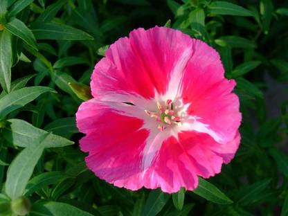 CYBEXIS Clarkia Amoena - Farewell to Spring Seed