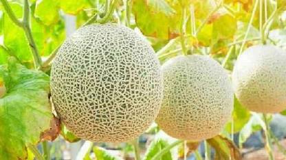 CYBEXIS HUA-31 - Madhuraja/मधुराजा F1 Hybrid Muskmelon - (150 Seeds) Seed