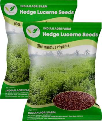 IAgriFarm Hedge Lucerne Seed Pack of - 2 Kg - Velimasal / Desmanthus Fodder Seed