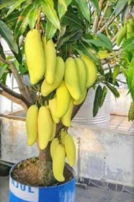 Aam ka beej Kalmi mango seed highest yield Verity early fruiting 4 pc seeds Seed