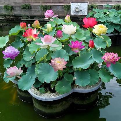 GREENSEA Lotus, Kamal Seed